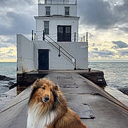 Cato is registered to the contest to win money with this photo: animal, calm, canine, cloudy_sky, coast, daylight, dog, fur, landscape, lighthouse, nature, ocean, outdoor, pier, quiet, scenic, sitting, sky, water, weather