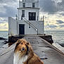 animal, calm, canine, cloudy_sky, coast, daylight, dog, fur, landscape, lighthouse, nature, ocean, outdoor, pier, quiet, scenic, sitting, sky, water, weather