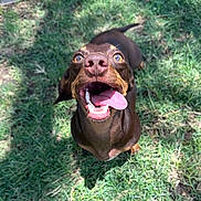 Milo is registered to the contest to win money with this photo: dog, brown_dog, tongue_out, happy, grass, outdoor, pet, canine, smiling, playful, sunlight, animal, mouth_open, ears, nose, tail, daytime, excited, looking_up, nature