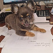 Vespa participe au concours pour gagner de l'argent avec cette photo : animal, canine, chihuahua, computer, computerhardware, computerkeyboard, desk, dog, electronics, face, furniture, hardware, laptop, monitor, pc, pet, puppy, screen, table, text