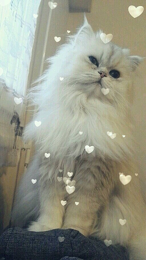 Monoï participe au concours pour gagner de l'argent avec cette photo : asian_semi_longhair, british_longhair, british_semi_longhair, carnivore, cat, domestic_long_haired_cat, eye, felidae, fur, himalayan, kitten, mammal, napoleon_cat, norwegian_forest_cat, persian, ragamuffin, ragdoll, small_to_medium_sized_cats, turkish_angora, whiskers