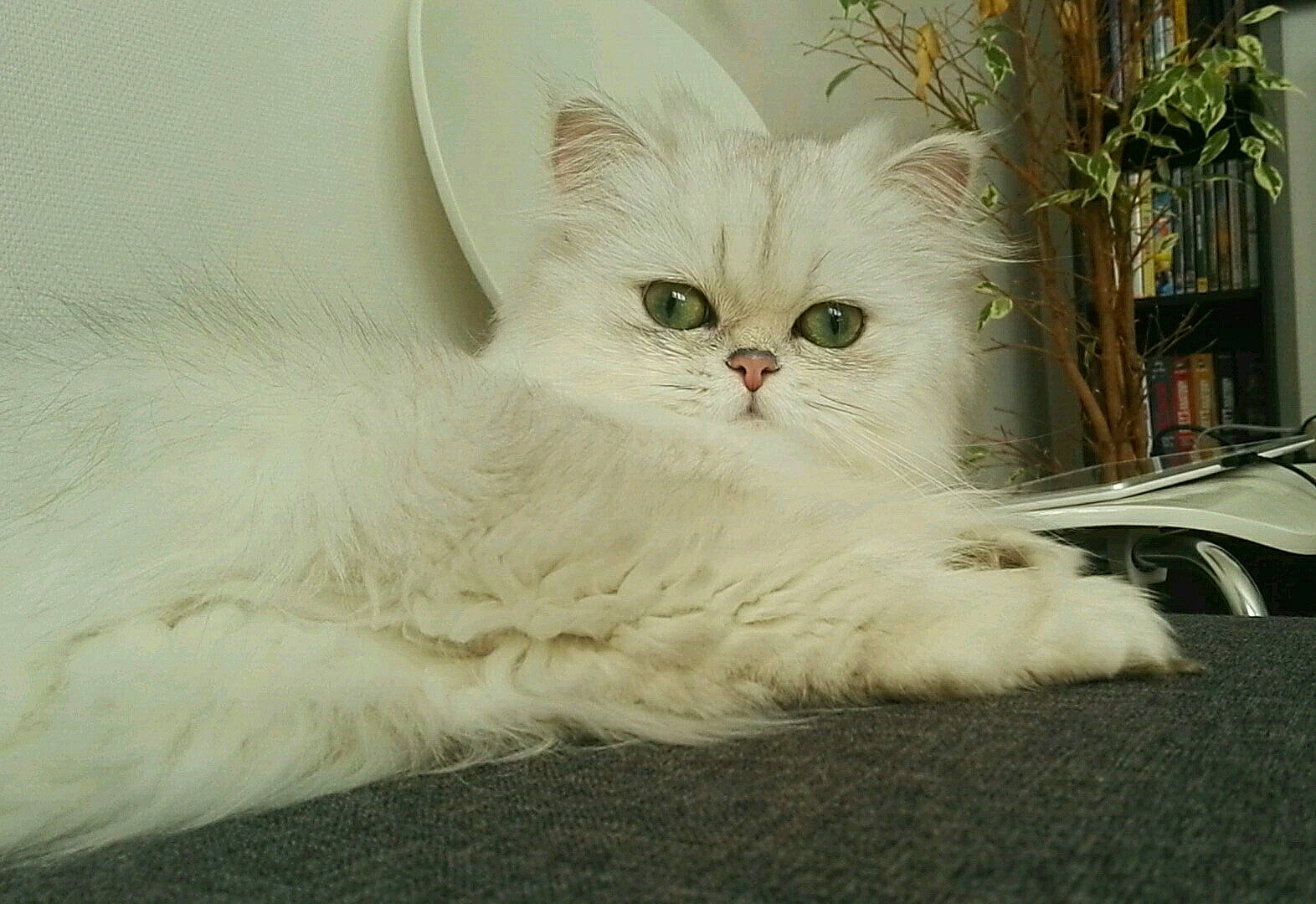 Monoï participe au concours pour gagner de l'argent avec cette photo : asian_semi_longhair, british_longhair, british_semi_longhair, burmilla, carnivore, cat, domestic_long_haired_cat, eye, felidae, fur, kitten, mammal, napoleon_cat, persian, ragamuffin, ragdoll, small_to_medium_sized_cats, turkish_angora, vertebrate, whiskers