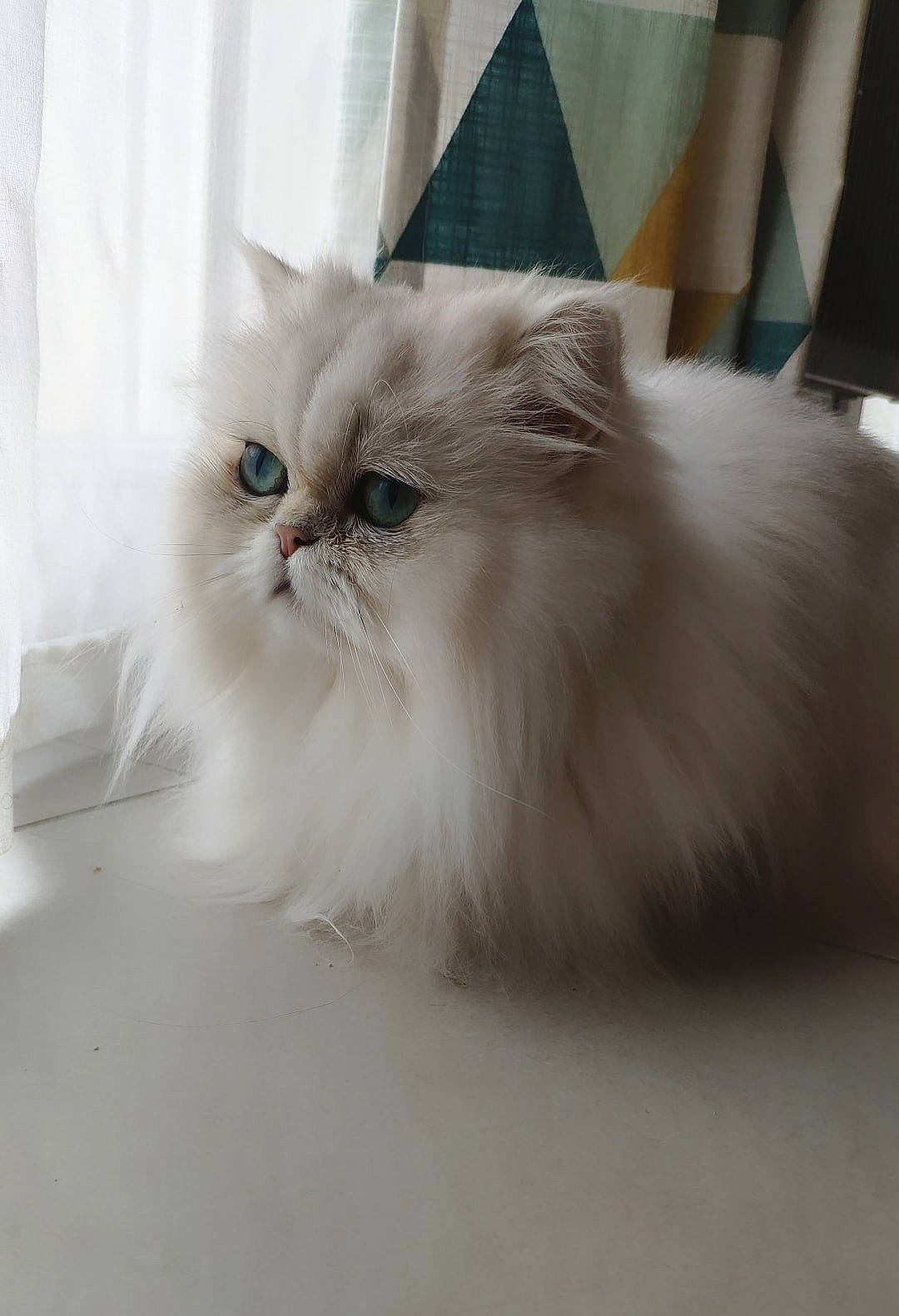 Monoï participe au concours pour gagner de l'argent avec cette photo : asian_semi_longhair, british_longhair, british_semi_longhair, carnivore, cat, domestic_long_haired_cat, eye, felidae, fur, himalayan, kitten, mammal, napoleon_cat, norwegian_forest_cat, persian, ragamuffin, ragdoll, small_to_medium_sized_cats, vertebrate, whiskers