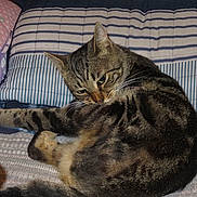 Nino joined the competition — help win amazing prizes! cat, tabby, pet, animal, feline, striped, fur, bed, pillow, blanket, indoor, resting, cute, whiskers, ears, sleepy, cozy, comfort, relaxed, domestic