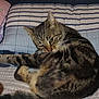 cat, tabby, pet, animal, feline, striped, fur, bed, pillow, blanket, indoor, resting, cute, whiskers, ears, sleepy, cozy, comfort, relaxed, domestic