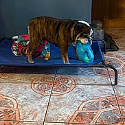 Daisy is registered to the contest to win money with this photo: animal, blanket, blue_toy, brown_dog, bulldog, cozy, dog, dog_bed, domestic, floor, food_container, home, indoor, mouth_holding, patterned_tile, pet, pet_food, standing, tile_floor, toy