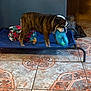 animal, blanket, blue_toy, brown_dog, bulldog, cozy, dog, dog_bed, domestic, floor, food_container, home, indoor, mouth_holding, patterned_tile, pet, pet_food, standing, tile_floor, toy
