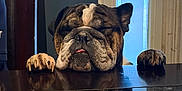 Daisy joined the competition — help win amazing prizes! animal, black_table, bulldog, calm, closed_eyes, cozy, cute, decorative_glass, dog, domestic, furniture, indoor, nap, paws, pet, reflection, relaxed, resting, table, window