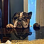 animal, black_table, bulldog, calm, closed_eyes, cozy, cute, decorative_glass, dog, domestic, furniture, indoor, nap, paws, pet, reflection, relaxed, resting, table, window