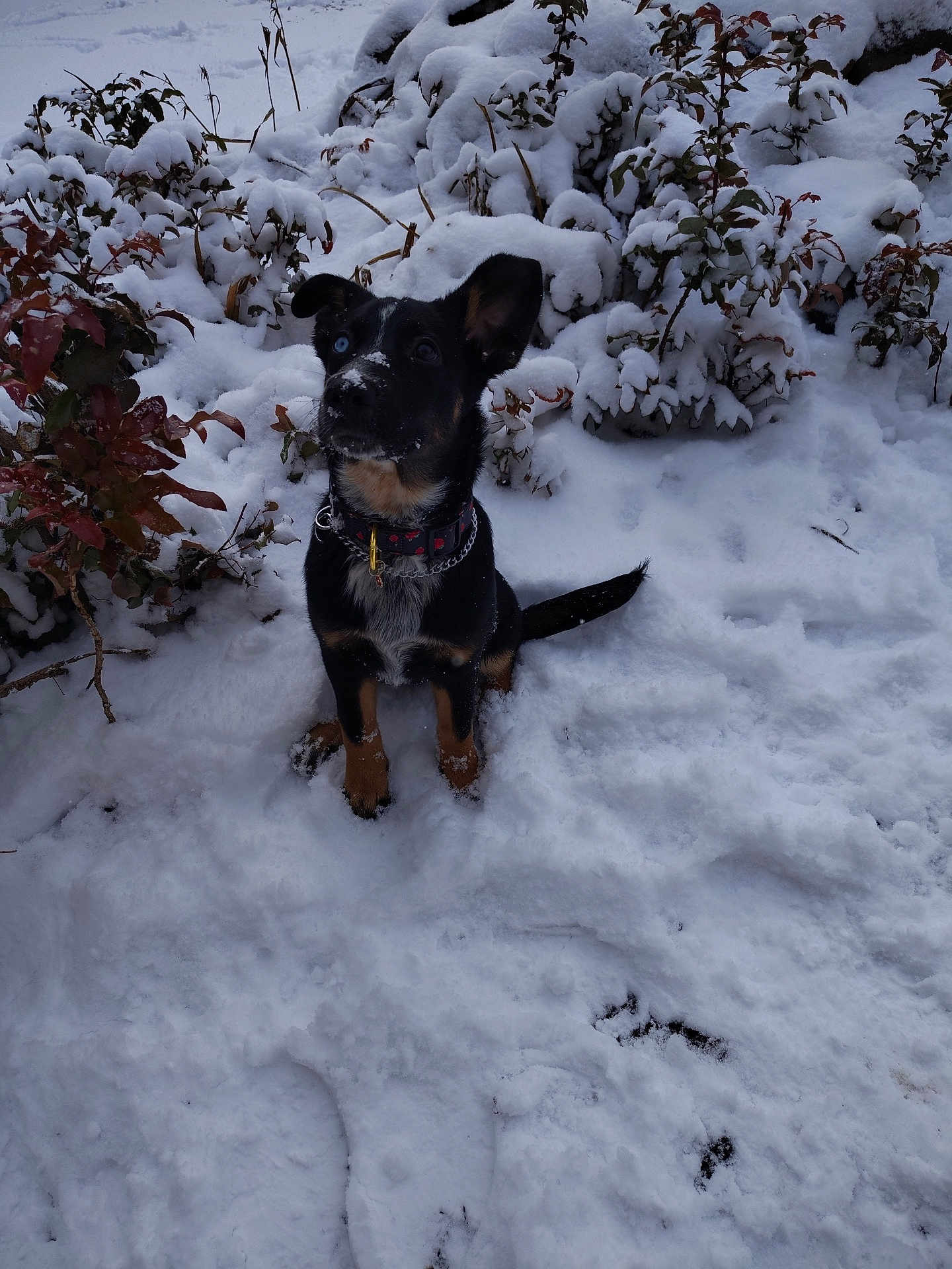 Zelda is registered to the contest to win money with this photo: adorable, animal, black_dog, blue_eye, bushes, canine, cold, collar, cute, dog, fur, leafless_plants, nature, outdoor, pet, playful, sitting, snow, snow_covered, winter