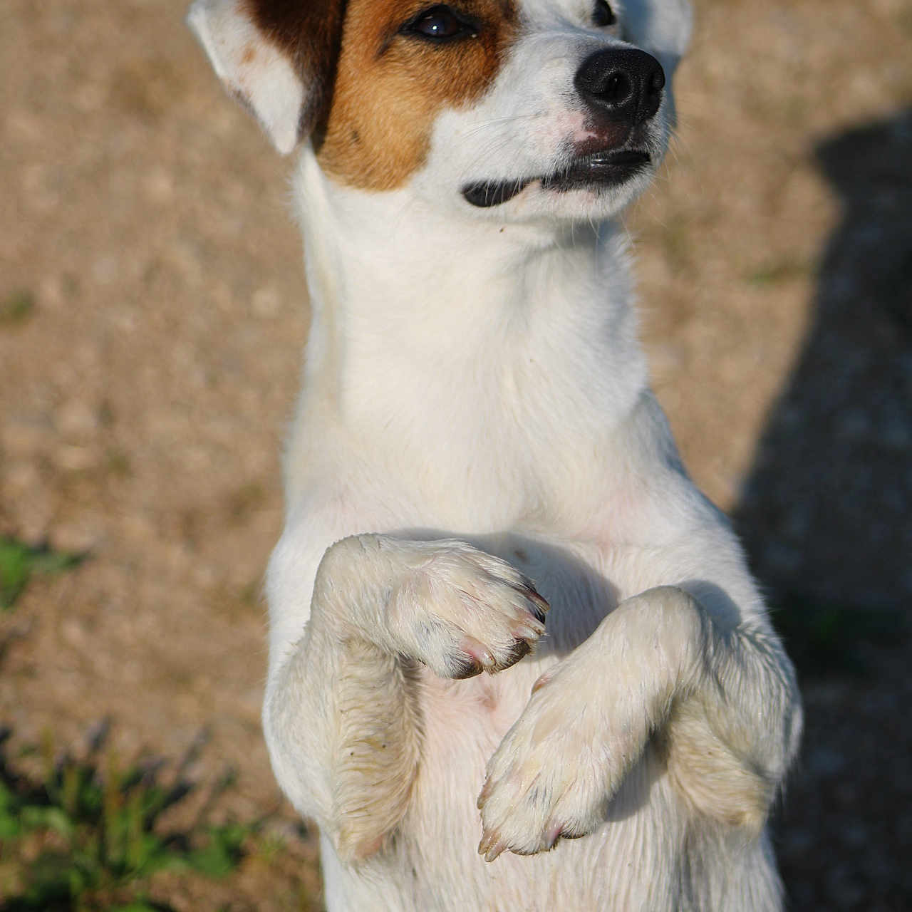 Loustic participe au concours pour gagner de l'argent avec cette photo : accessories, animal, beagle, bulldog, canine, chihuahua, dog, hound, husky, labradorretriever, leash, pet, pointer, puppy, strap, terrier