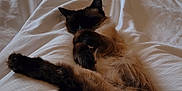 Jinx is registered to the contest to win money with this photo: cat, siamese, sleeping, bed, white_bedding, stretching, fur, indoor, cozy, resting, paw, feline, cute, relaxing, home, dresser, suitcase, soft, comfortable, animal