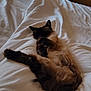 cat, siamese, sleeping, bed, white_bedding, stretching, fur, indoor, cozy, resting, paw, feline, cute, relaxing, home, dresser, suitcase, soft, comfortable, animal