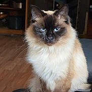 Jinx is registered to the contest to win money with this photo: cat, fluffy, blue_eyes, indoor, pet, feline, sitting, fur, tail, animal, domestic, closeup, portrait, home, wood_floor, black_bag, curious, whiskers, ears, face