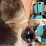 Jinx joined the competition — help win amazing prizes! cat, siamese_cat, blue_eyes, fluffy_fur, indoor, person_leg, luggage, slippers, medicine_bottles, table, cozy, resting, pet, close_up, furniture, home, domestic_animal, relaxing, animal, fur