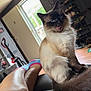Jinx is registered to the contest to win money with this photo: cat, siamese_cat, blue_eyes, tongue_out, fluffy, chair, black_leather, person_leg, tattoo, socks, open_door, shoe_rack, hat, indoor, wood_floor, natural_light, home_interior, pet, relaxing, furniture