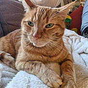 Ulysse participe au concours pour gagner de l'argent avec cette photo : cat, orange_tabby, feline, pet, indoor, blanket, couch, relaxed, fur, whiskers, paws, cozy, resting, home, animal, mammal, cute, sleepy, soft, comfort