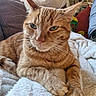 cat, orange_tabby, feline, pet, indoor, blanket, couch, relaxed, fur, whiskers, paws, cozy, resting, home, animal, mammal, cute, sleepy, soft, comfort