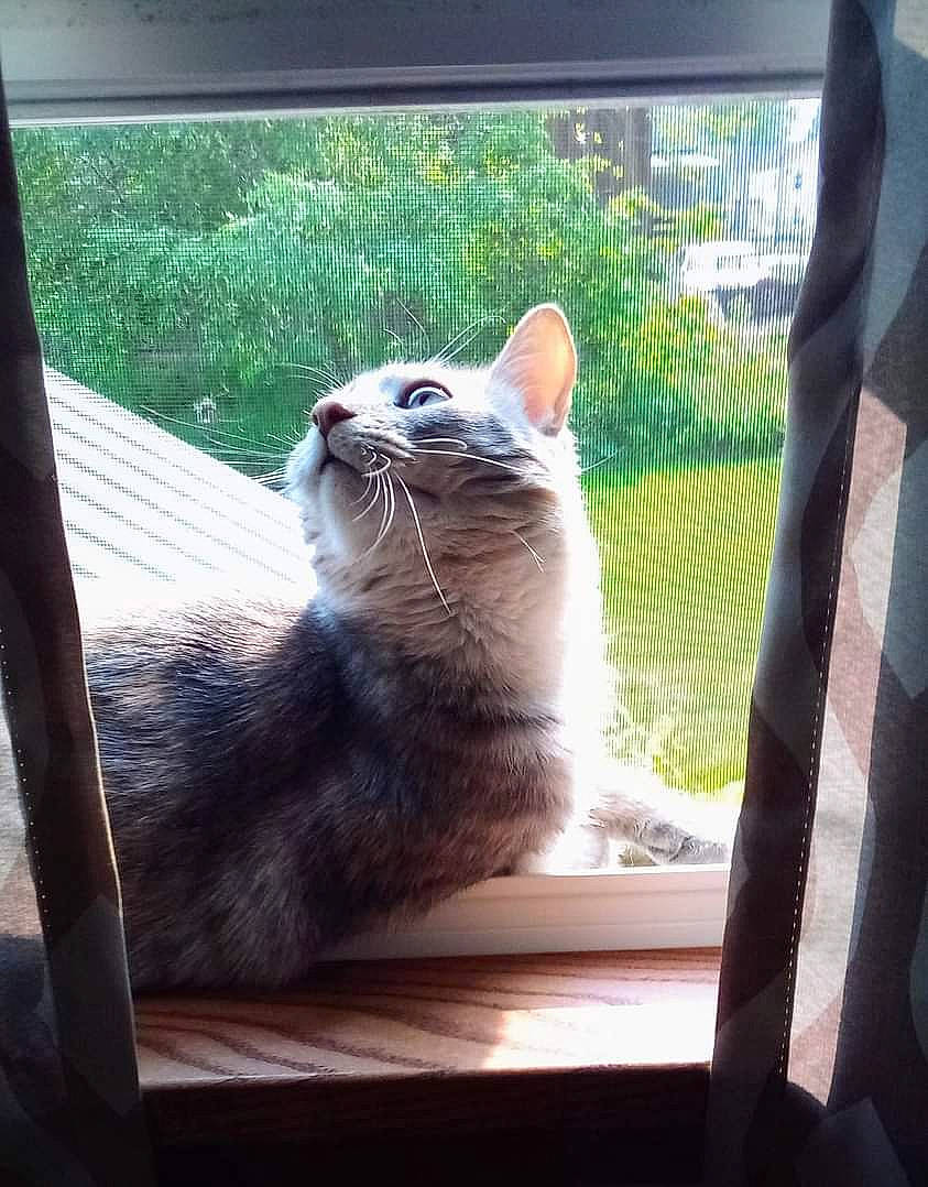 Charlie Girl joined the competition — help win amazing prizes! carnivore, cat, comfort, domestic_short_haired_cat, fawn, felidae, grass, mammal, plant, shade, small_to_medium_sized_cats, snout, sunlight, tail, terrestrial_animal, tints_and_shades, vertebrate, whiskers, window, wood