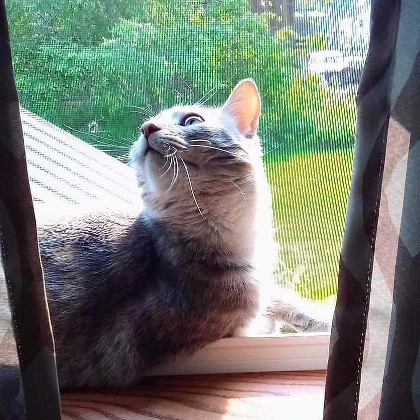 Charlie Girl