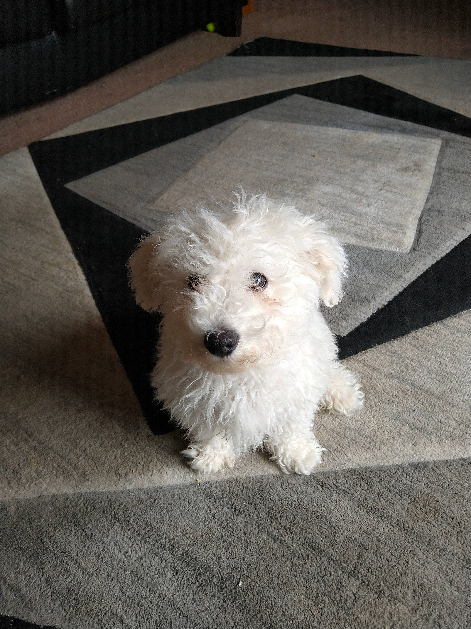 Sam joined the competition — help win amazing prizes! bichon, bolognese, bolonka, canidae, carnivore, companion_dog, coton_de_tulear, dog, dog_breed, havanese, maltepoo, maltese, mammal, miniature_poodle, non_sporting_group, puppy, schnoodle, terrier, toy_poodle, vertebrate