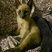 Mocha joined the competition — help win amazing prizes! cat, kitten, siamese, animal, pet, blue_eyes, fur, ears, whiskers, blanket, pattern, daisy, plush, cozy, indoor, cute, resting, young, curious, feline