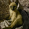cat, kitten, siamese, animal, pet, blue_eyes, fur, ears, whiskers, blanket, pattern, daisy, plush, cozy, indoor, cute, resting, young, curious, feline