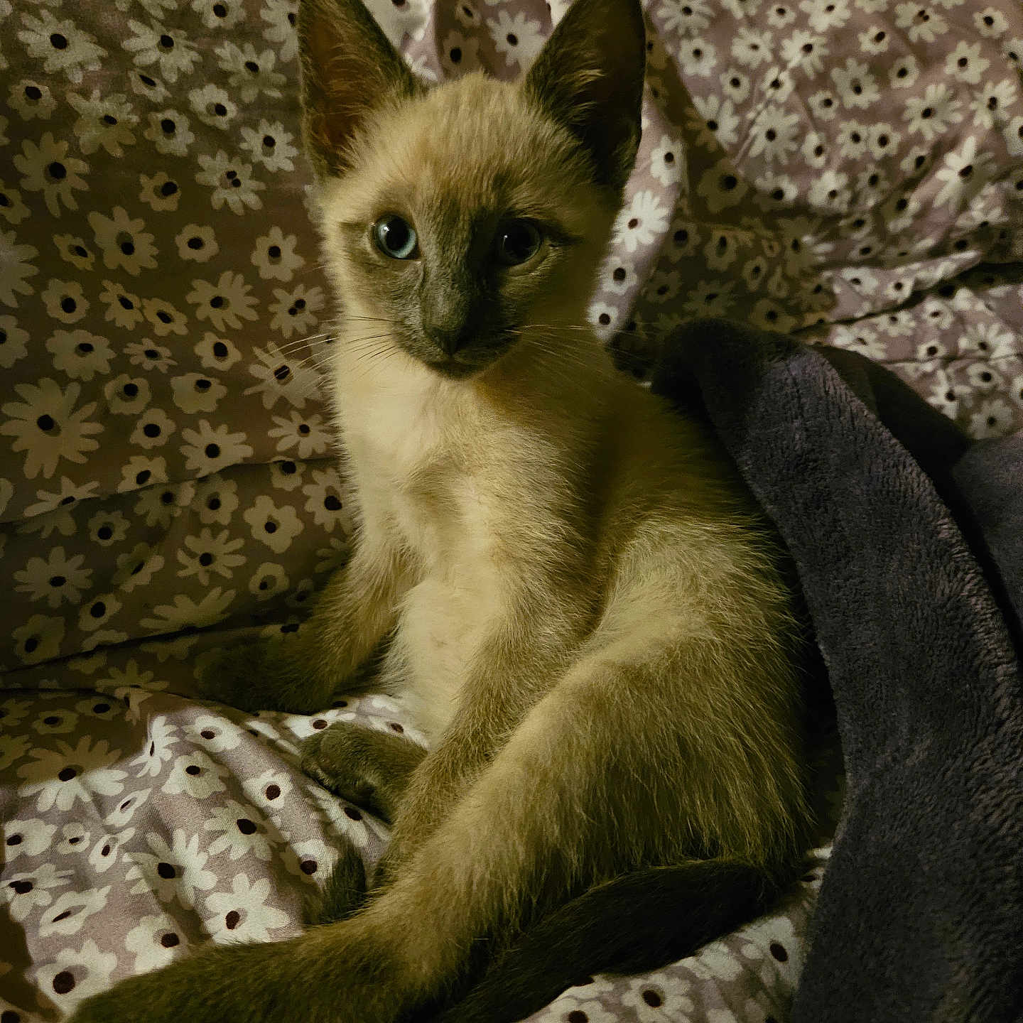 Mocha