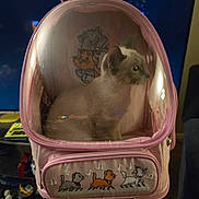 Mocha is registered to the contest to win money with this photo: animal, backpack, cartoon_cats, casual, cat, container, cozy, curious, cute, dim_light, furniture, household_items, indoor, looking, pet, pink, room, sitting, transparent, young_cat