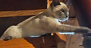 Mocha is registered to the contest to win money with this photo: animal, brown, cat, cream, curious, dim_light, ears, eyes, feline, furniture, indoor, looking, paw, pet, rustic, siamese_cat, stretching, whiskers, wood, wooden_perch
