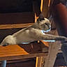 animal, brown, cat, cream, curious, dim_light, ears, eyes, feline, furniture, indoor, looking, paw, pet, rustic, siamese_cat, stretching, whiskers, wood, wooden_perch