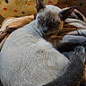 Mocha joined the competition — help win amazing prizes! animal, blanket, cat, closeup, comfort, cozy, cute, ears, fur, home, indoor, nap, pet, polka_dot, relaxation, resting, sleeping, soft, tail, whiskers