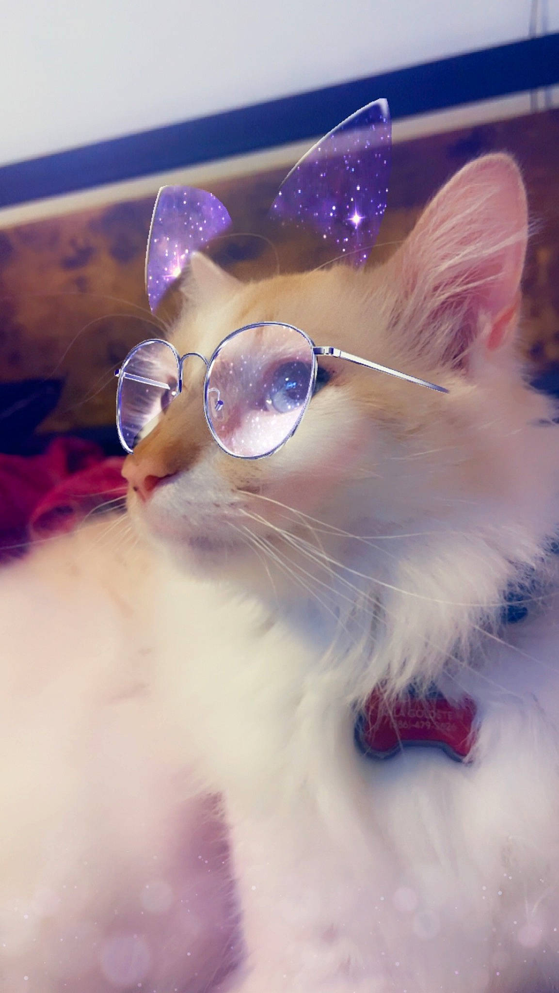 Caspian joined the competition — help win amazing prizes! art, carnivore, cat, close_up, collar, electric_blue, event, eyewear, fashion_accessory, fawn, felidae, fur, glasses, happy, magenta, small_to_medium_sized_cats, snout, tail, vision_care, whiskers