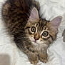 kitten, cat, tabby, fur, whiskers, ears, eyes, pet, animal, cute, fluffy, feline, bed, blanket, indoor, young, adorable, small, curious, soft