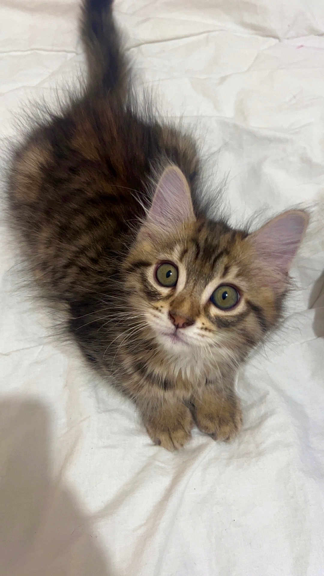 Mumbel a rejoint le concours — aidez-le/la à gagner de superbes lots ! kitten, cat, tabby, fur, whiskers, ears, eyes, pet, animal, cute, fluffy, feline, bed, blanket, indoor, young, adorable, small, curious, soft