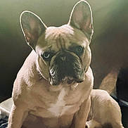 Bubba Jay is registered to the contest to win money with this photo: dog, french_bulldog, pet, animal, indoor, couch, sitting, ears, portrait, one_eye_blue, one_eye_brown, fur, wrinkles, paw, looking, cute, companion, domestic, mammal, canine