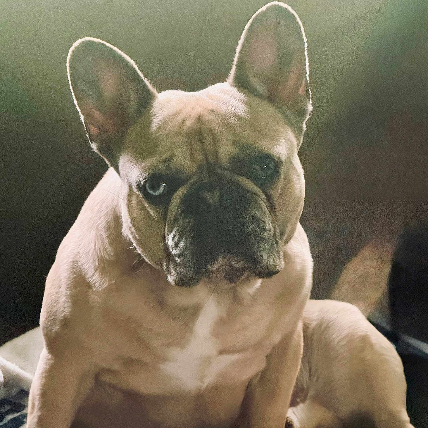 Bubba Jay is registered to the contest to win money with this photo: animal, canine, companion, couch, cute, dog, domestic, ears, french_bulldog, fur, indoor, looking, mammal, one_eye_blue, one_eye_brown, paw, pet, portrait, sitting, wrinkles