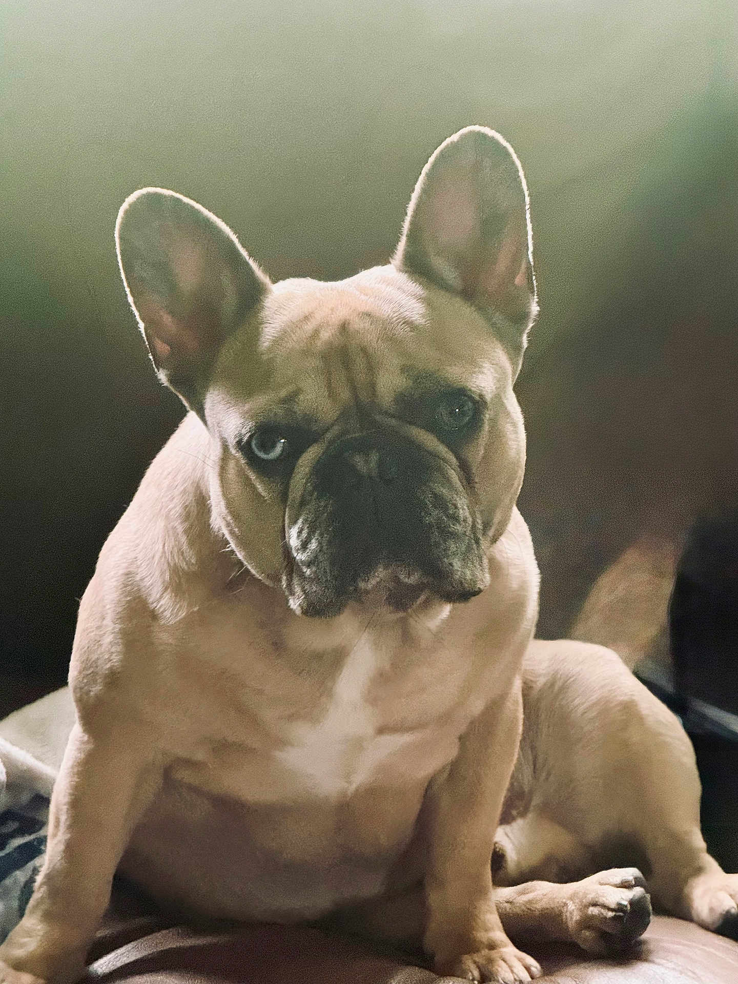 Bubba Jay is registered to the contest to win money with this photo: dog, french_bulldog, pet, animal, indoor, couch, sitting, ears, portrait, one_eye_blue, one_eye_brown, fur, wrinkles, paw, looking, cute, companion, domestic, mammal, canine