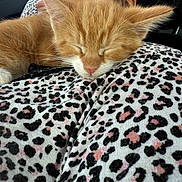 Bartholomew is registered to the contest to win money with this photo: animal, blanket, cat, closeup, comfort, cozy, cute, face, feline, fur, indoors, kitten, leopard_print, nap, person, pet, resting, sleeping, soft, young