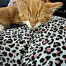 animal, blanket, cat, closeup, comfort, cozy, cute, face, feline, fur, indoors, kitten, leopard_print, nap, person, pet, resting, sleeping, soft, young