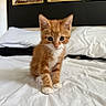 Bartholomew is registered to the contest to win money with this photo: animal, bed, cat, curious, cute, domestic_animal, ears, feline, front_view, fur, indoor, kitten, orange_cat, pet, portrait, small, whiskers, white_bedspread, white_paws, young_animal