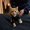 Bartholomew joined the competition — help win amazing prizes! animal, bed, black_sweater, blanket, cat, clothing, cozy, curious, cute, domestic_cat, feline, hoodie, indoor, kitten, orange_cat, person, pet, warm_lighting, white_paws, young_cat