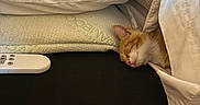 Bartholomew is registered to the contest to win money with this photo: blanket, cat, comfort, cozy, cute, domestic_animal, fur, indoor, kitten, nap, orange_cat, peaceful, pet, pillow, remote_control, resting, sleeping, small, soft, white_sheet