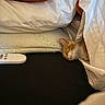 blanket, cat, comfort, cozy, cute, domestic_animal, fur, indoor, kitten, nap, orange_cat, peaceful, pet, pillow, remote_control, resting, sleeping, small, soft, white_sheet