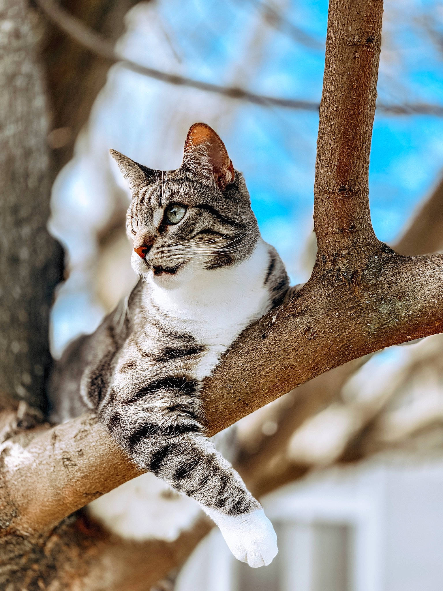 Lana is registered to the contest to win money with this photo: branch, carnivore, cat, claw, felidae, fur, paw, plant, plant_stem, sky, small_to_medium_sized_cats, snout, tail, terrestrial_animal, tree, trunk, twig, whiskers, wildlife, wood