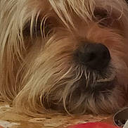 Marley participe au concours pour gagner de l'argent avec cette photo : apple, carnivore, close_up, companion_dog, dog, dog_breed, dog_supply, font, food, fruit, fur, ingredient, liver, malus, natural_foods, recipe, small_terrier, superfood, terrier, toy_dog