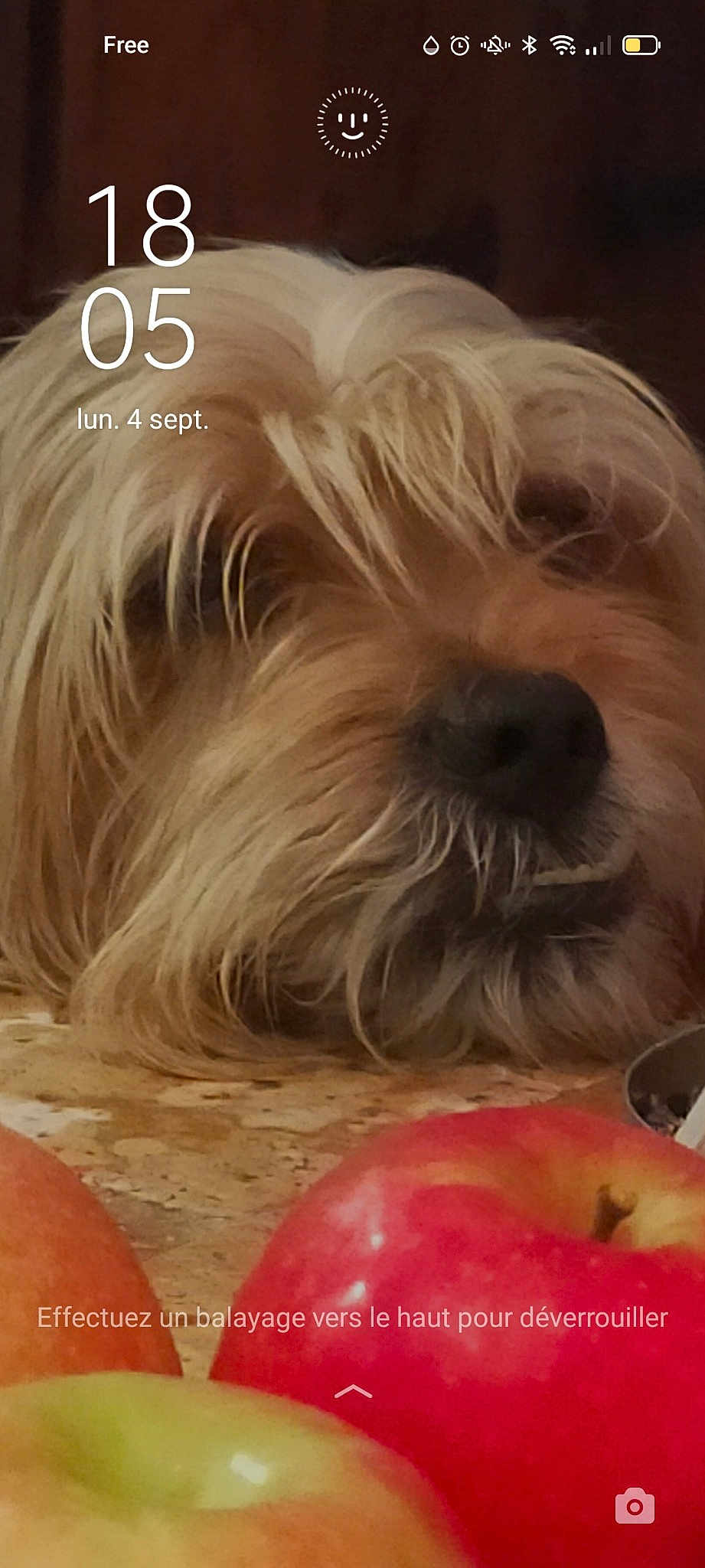 Marley participe au concours pour gagner de l'argent avec cette photo : apple, carnivore, close_up, companion_dog, dog, dog_breed, dog_supply, font, food, fruit, fur, ingredient, liver, malus, natural_foods, recipe, small_terrier, superfood, terrier, toy_dog