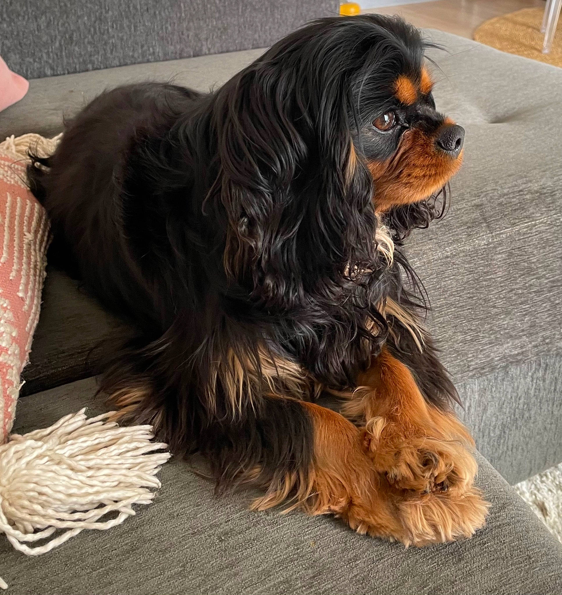 Shana participe au concours pour gagner de l'argent avec cette photo : canidae, carnivore, companion_dog, dog, dog_breed, fur, gaddi_kutta, king_charles_spaniel, liver, sporting_group, terrestrial_animal, working_animal, working_dog