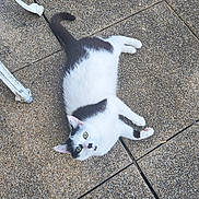 Tsuky participe au concours pour gagner de l'argent avec cette photo : animal, black, black_and_white, cat, chair_leg, curious, daylight, domestic_cat, feline, green_eyes, lounging, outdoor, pavement, pet, relaxing, resting, stone_floor, sunlight, texture, white
