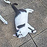 animal, black, black_and_white, cat, chair_leg, curious, daylight, domestic_cat, feline, green_eyes, lounging, outdoor, pavement, pet, relaxing, resting, stone_floor, sunlight, texture, white